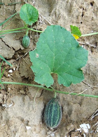 Cucumis melo subsp. agrestis